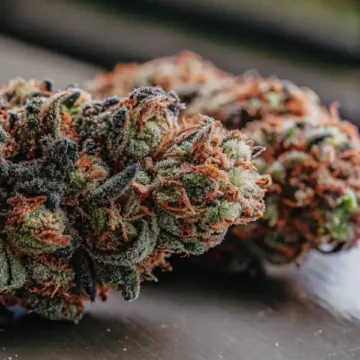 Cannabis-Buds-on-a-Gray-Surface Blimburn Seeds Review: Quality Genetics That Deliver Reliable Results